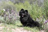 SPITZ ALLEMAND 048